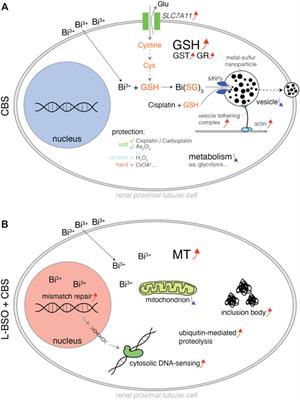 Bismuth Reduces Cisplatin-Induced Nephrotoxicity Via Enhancing Glutathione Conjugation and Vesicular Transport